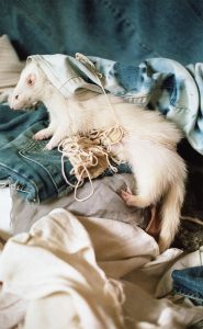 r/n olivia dreisinger photographs white ferret